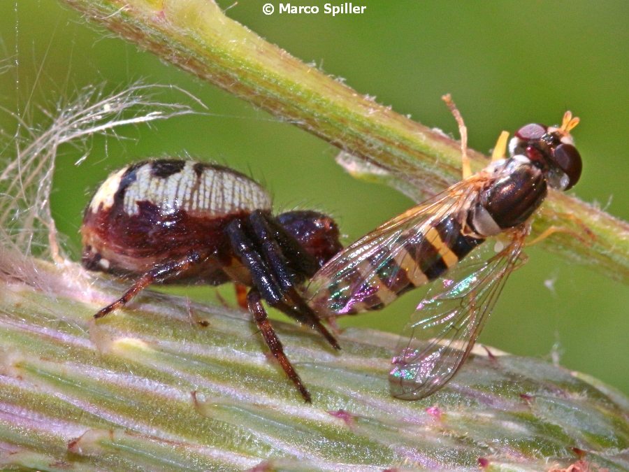 Synema globosum: predazione su sirfide - Milano